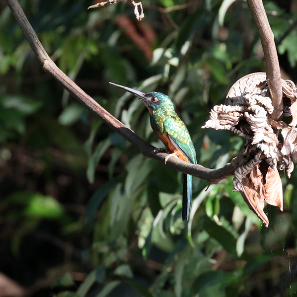 Green-tailed Jacomar