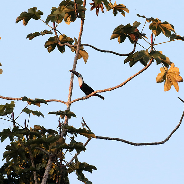 White-throated Toucan