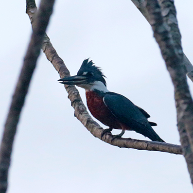 Ringed Kingfisher