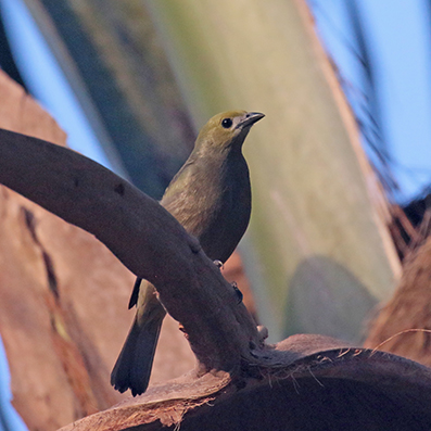 Palm Tanager