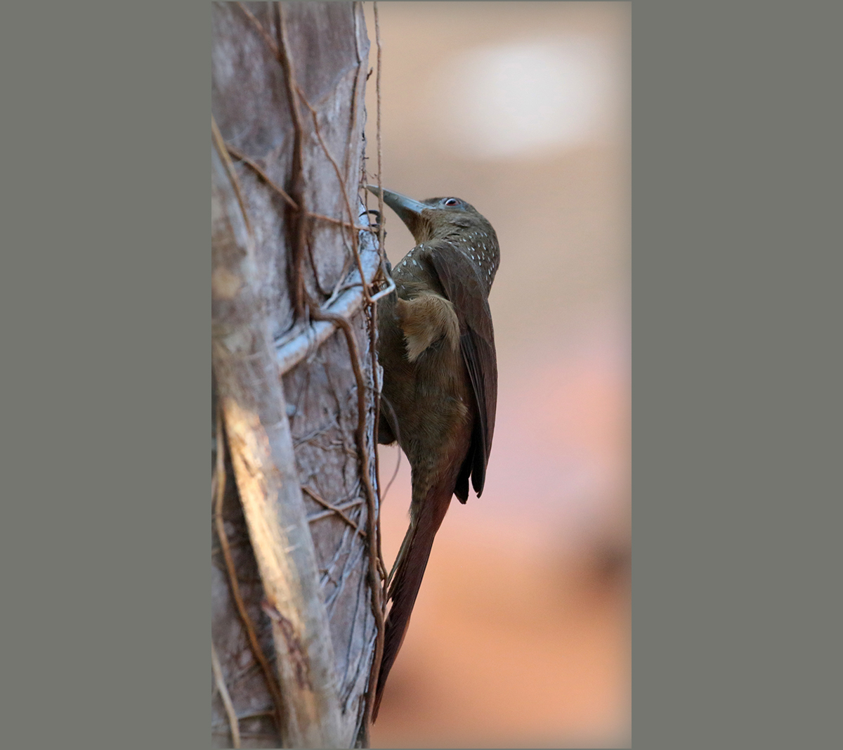 Cinnamon-throated Woodcreeper