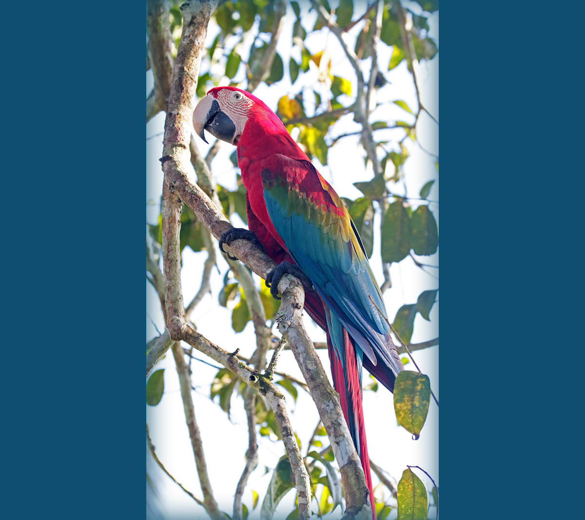 Red-and-Green Macaw