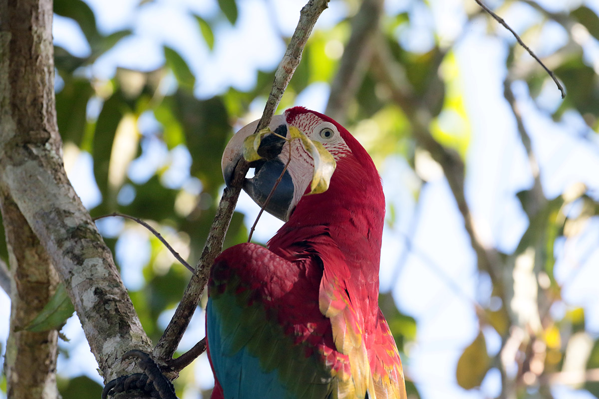 Red-and-Green Macaw