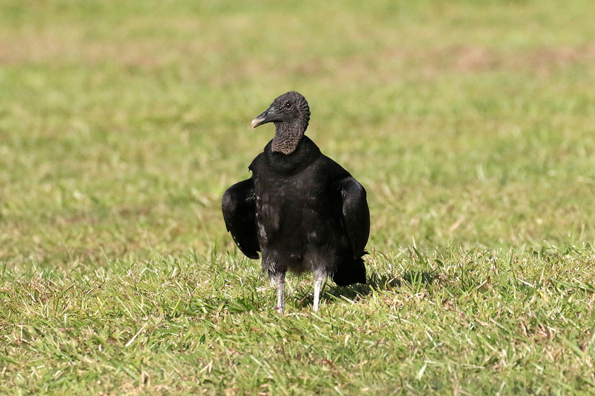 Black Vulture
