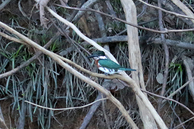 Amazon Kingfisher of Green Kingfisher