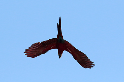 Red-and Green Macaw