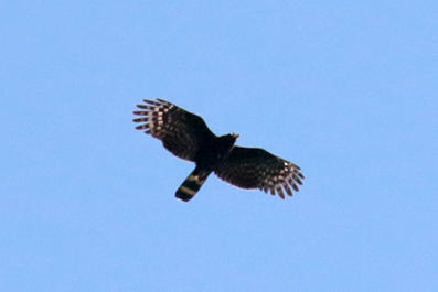 Hook-billed Kite