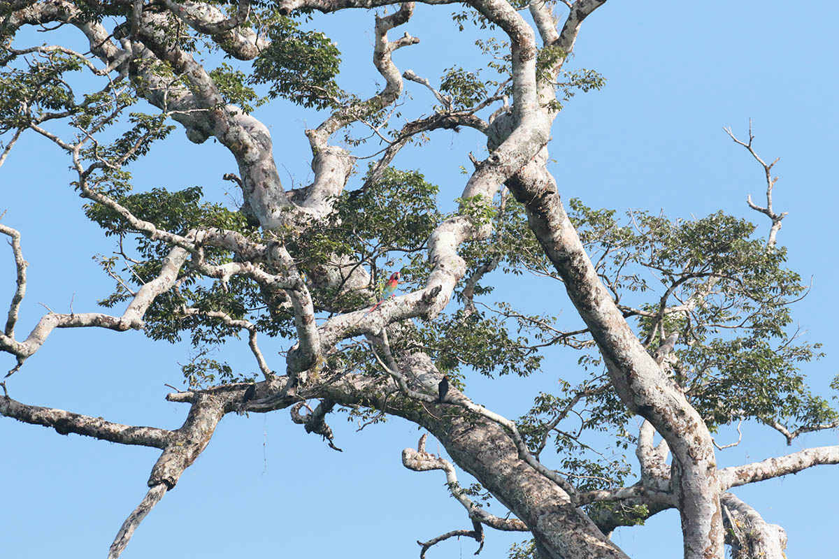 Al varend zien we een Hook-billed Kite, een Amazon Kingfisher, een Red-and-green Macaw. Die laatste zien we ook hoog in een boom met twee verre Black Caracara's