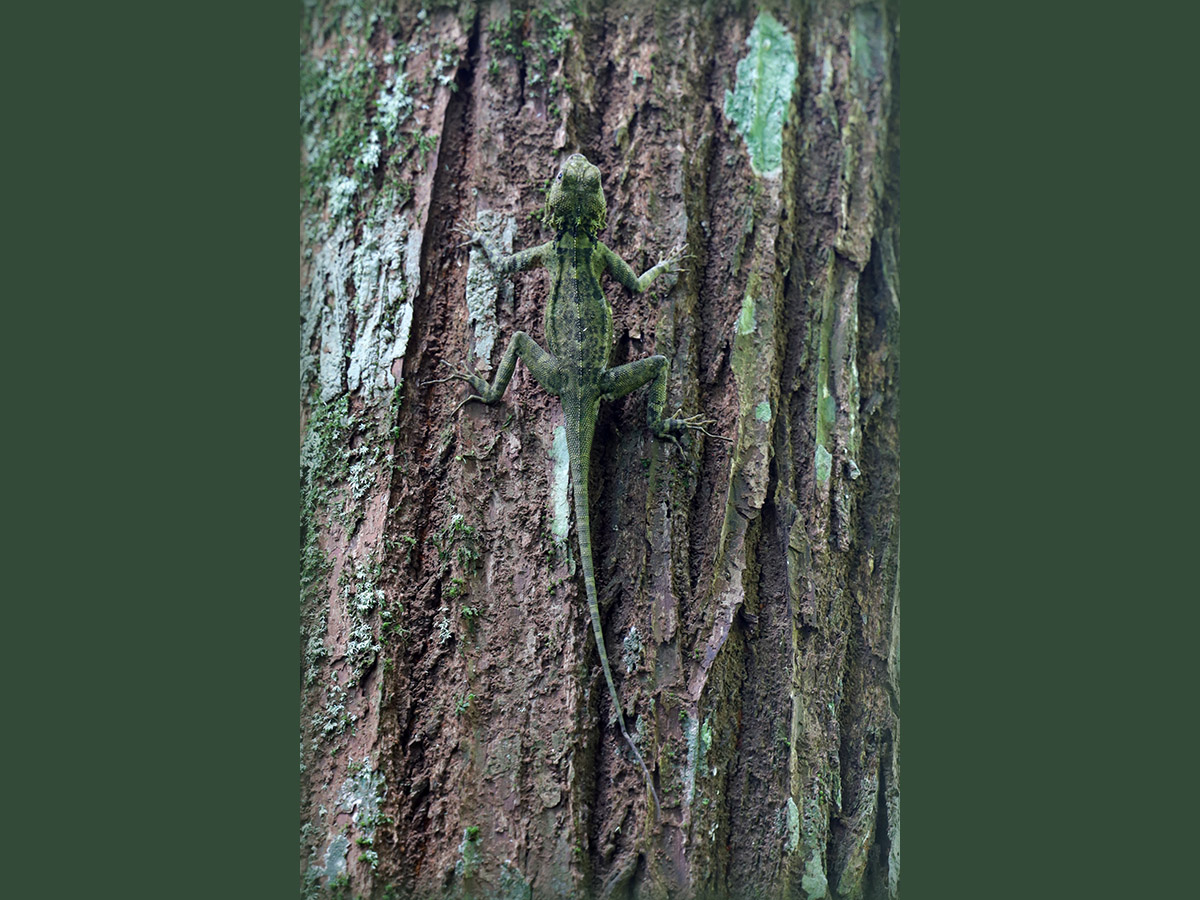 Collared treerunner