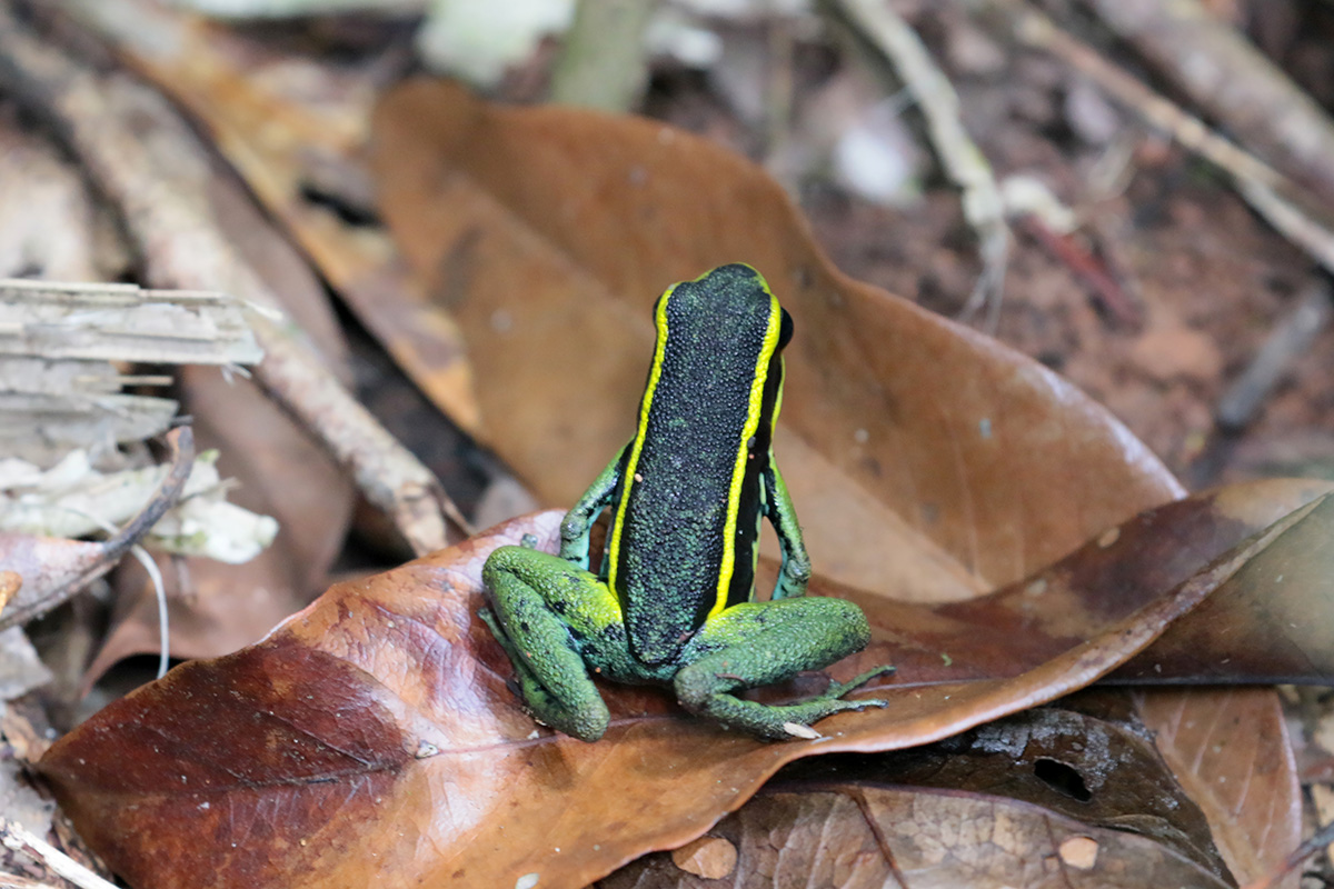 Three-striped poisson dart frog - groengestreepte gifkikker