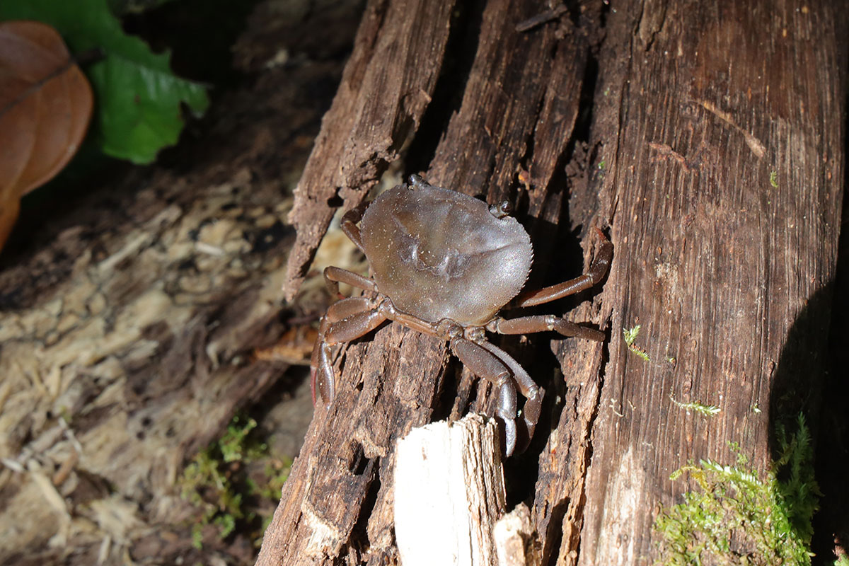 Freshwater Crab - Zoetwaterkrab
