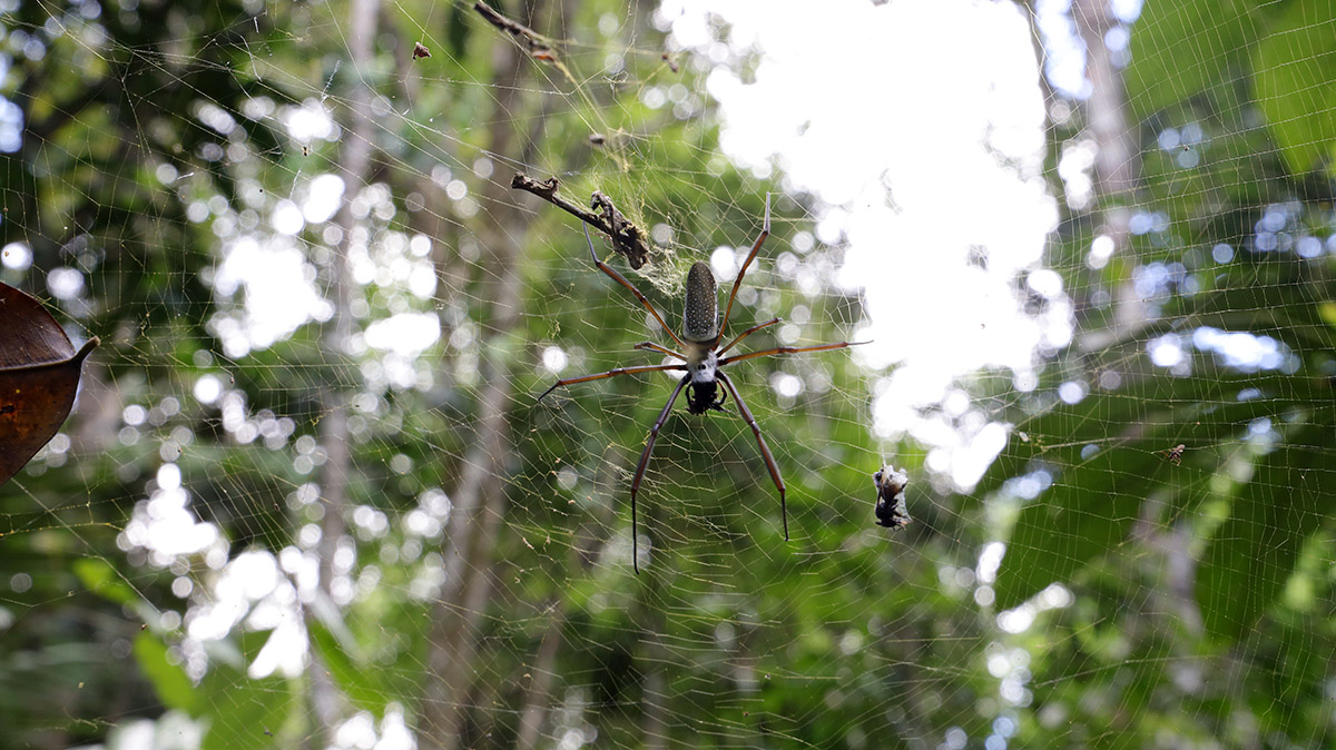 Orbweb Spider