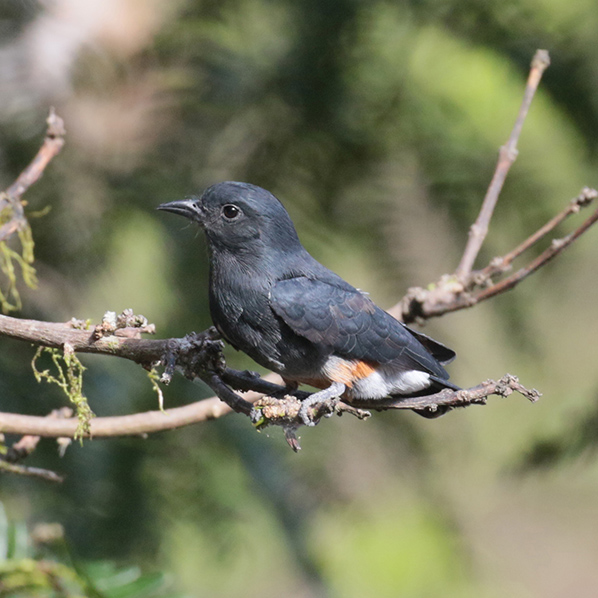 Swallow-tailed puffbird