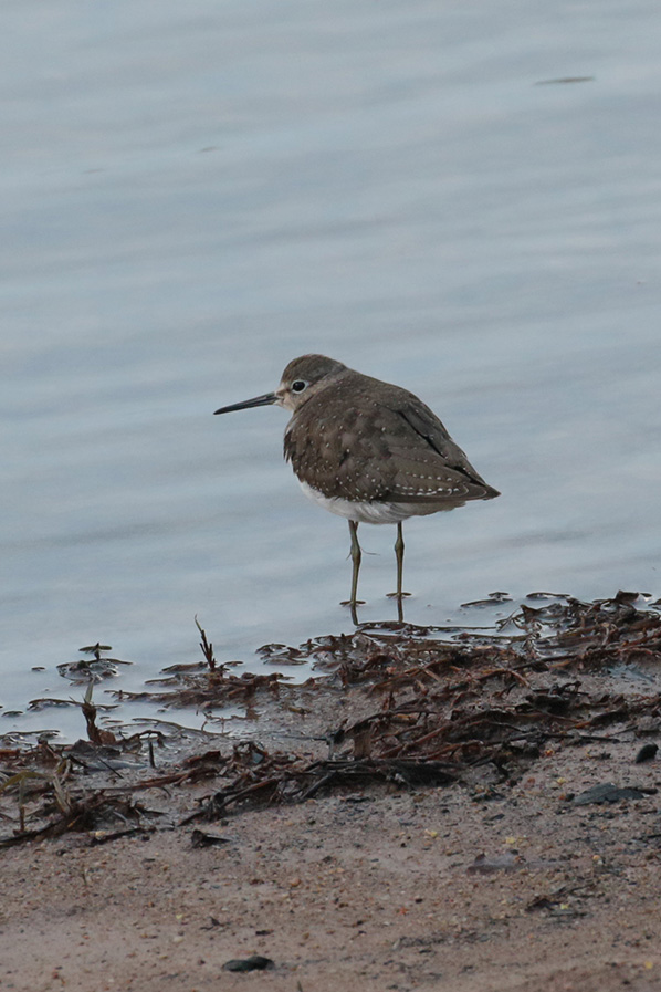 Slitairy sandpiper