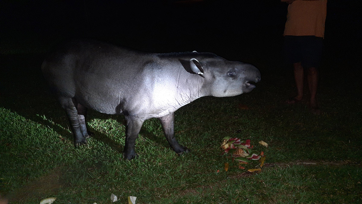 Tapir bij Kabalebo Nature resort