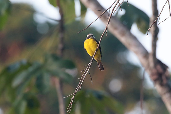 Rusty-margined Flycatcher, 