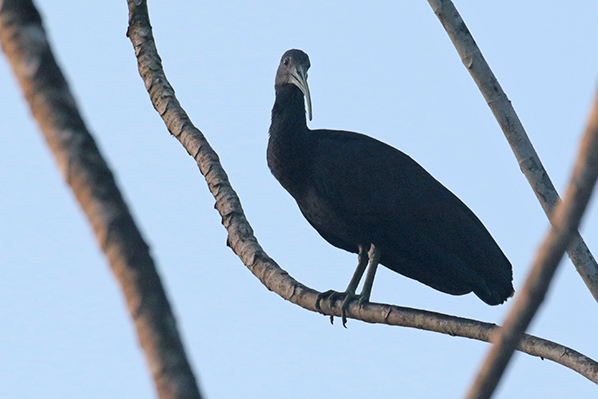 Green Ibis