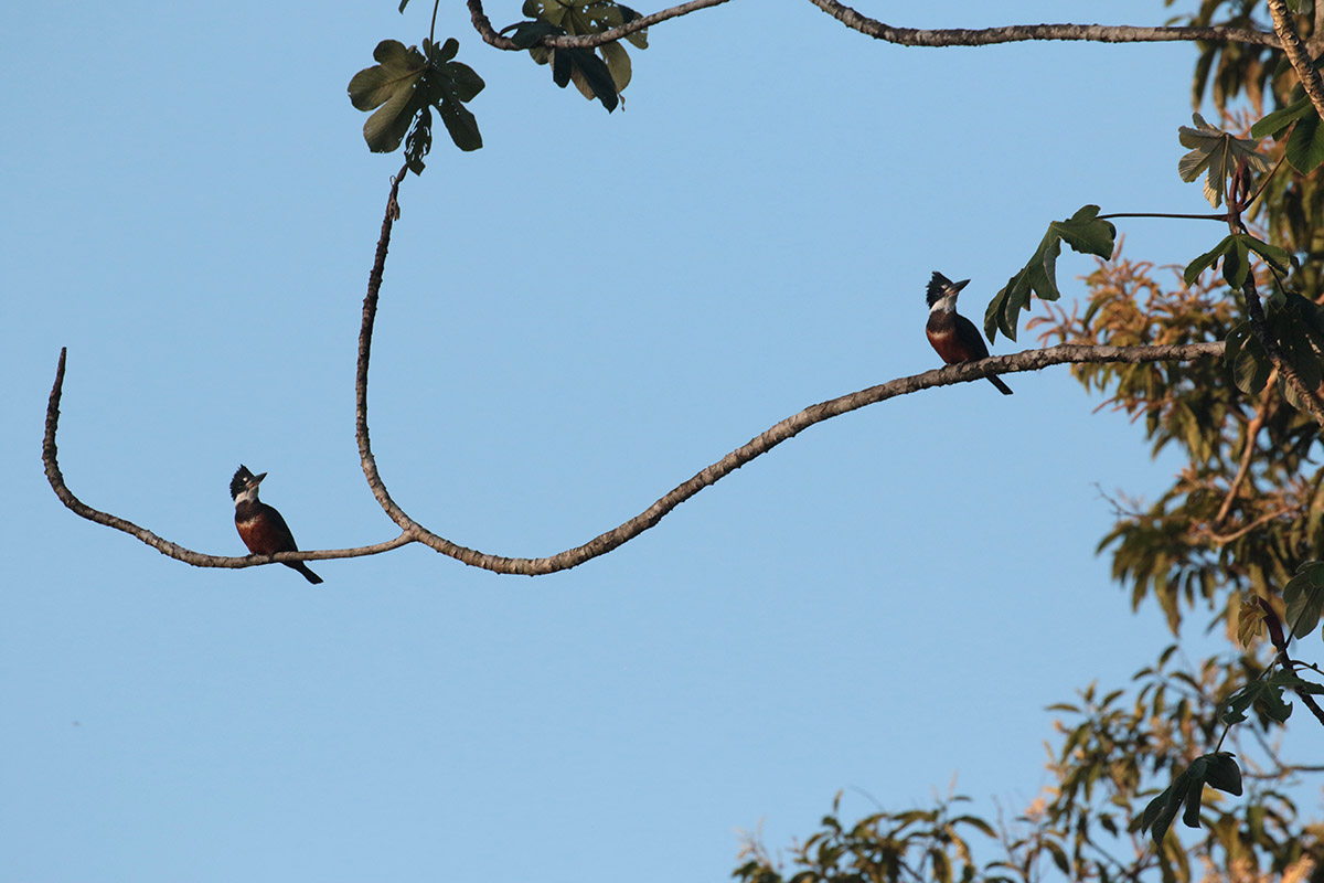 Ringed Kingfisher