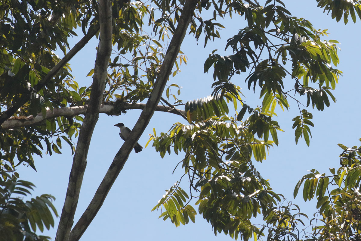 Black-tailed Tityra