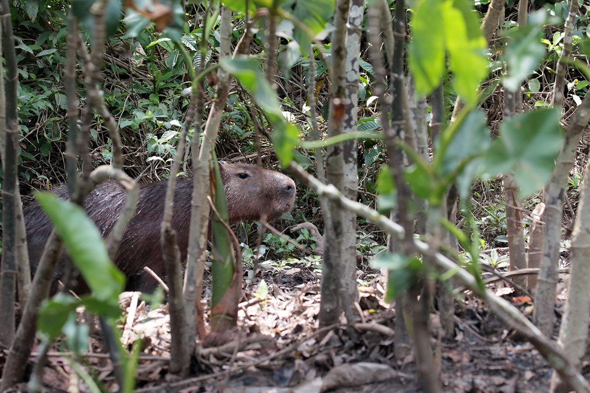 Capibara