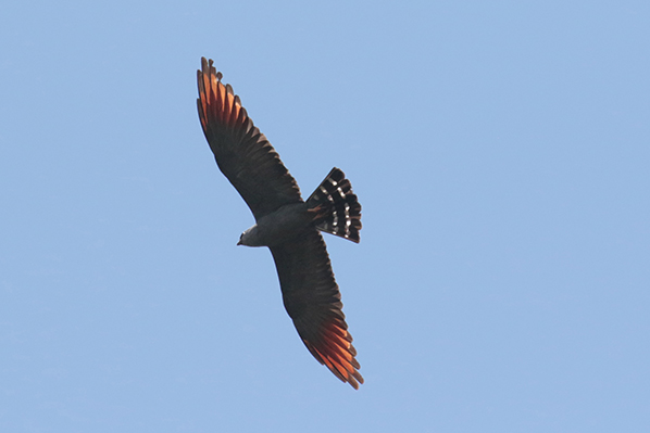 Plumbeous Kite