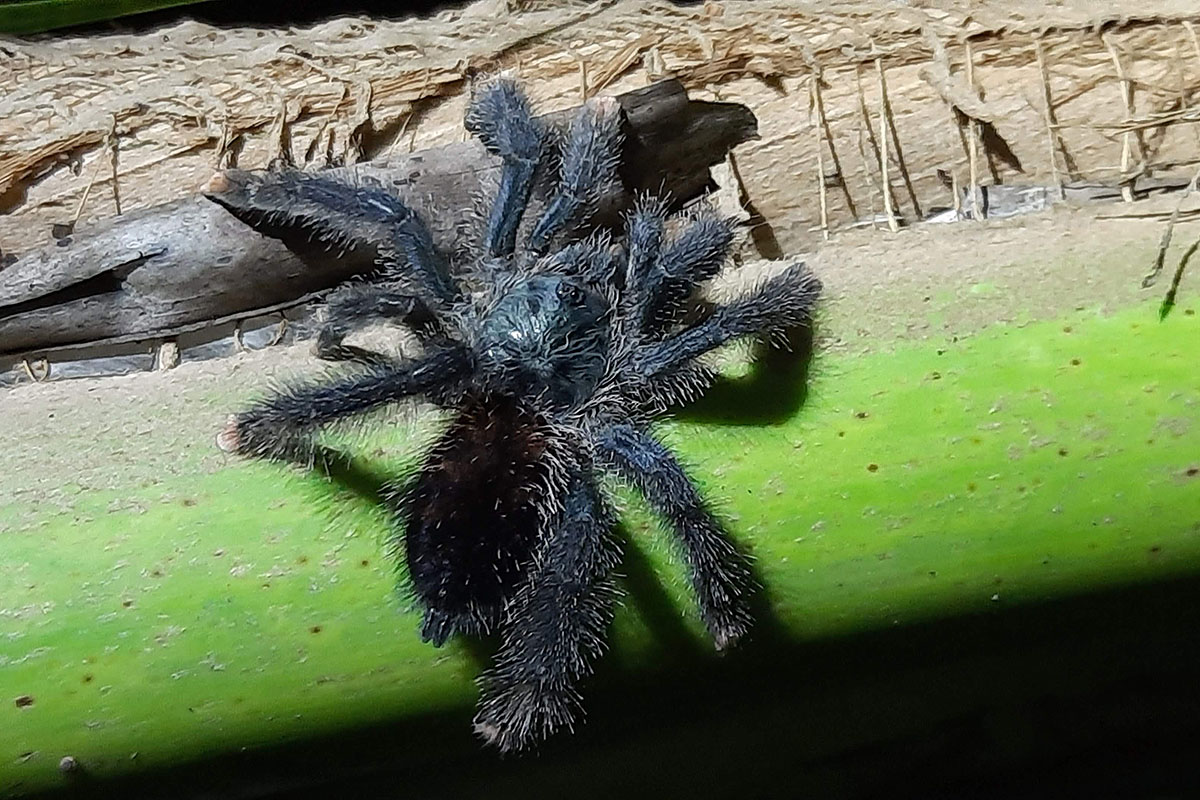 Tarantula