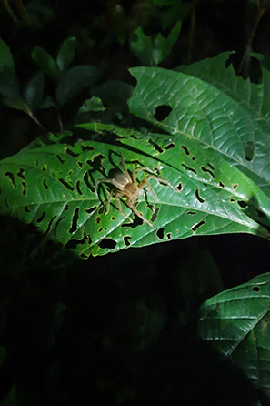 Brazilian wandering spider