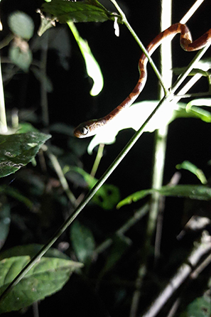 Bluntheaded Tree-snake