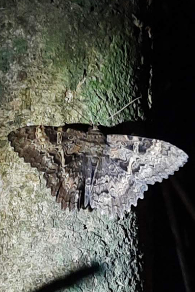 Nachtvlinder bij Kabalebo