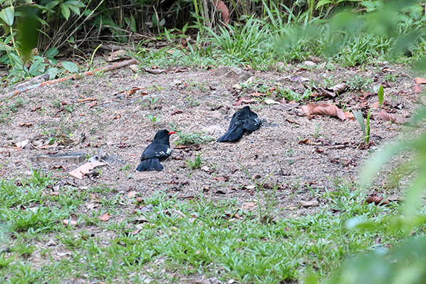 Black Nunbirds