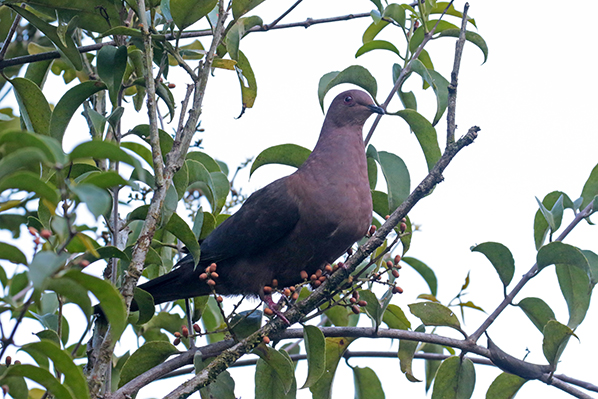 Ruddy Dove