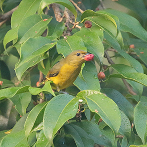 Hepatic Tanager