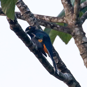 Guianan Trogon