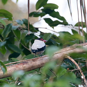 Black-tailed Tityra