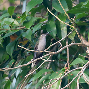 Gray-breasted Sabrewing