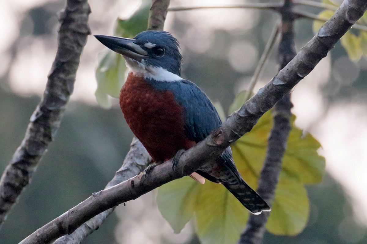 Ringed Kingfisher