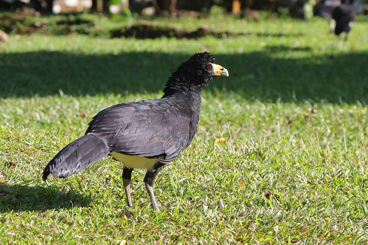 Black Curassow