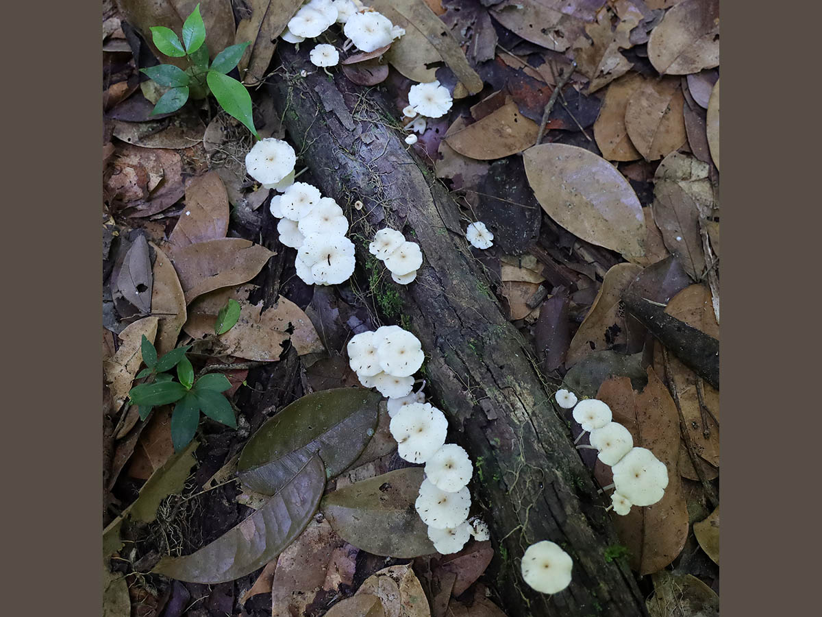 Paddenstoelen