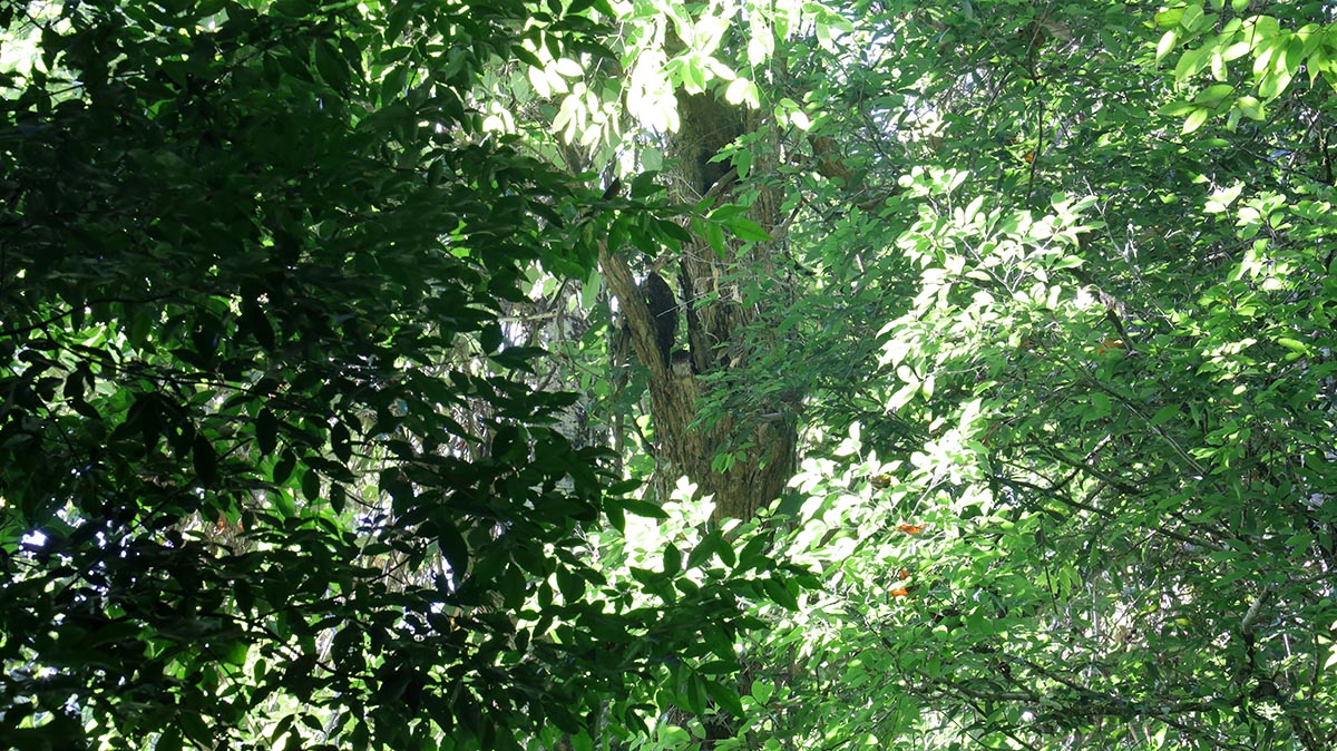 Screech Owl