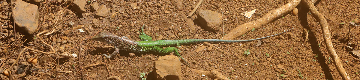 Amazon Whiptail