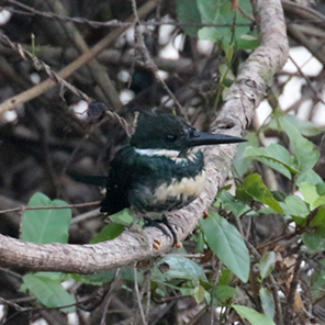 Green Kingfisher