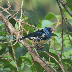 Turquoise Tanager