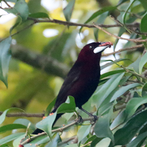 Silver-beaked Tanager