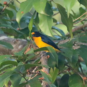 Violaceus Euphonia