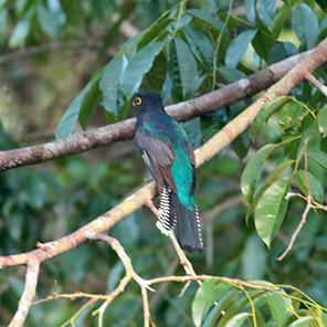 Guianan Trogon