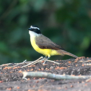 Little Kiskadee