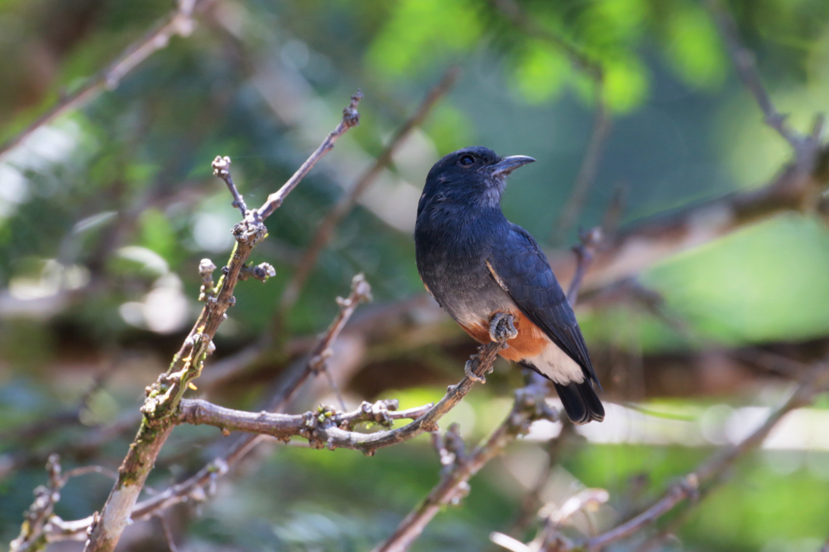 Swallow-tailed Puffbird