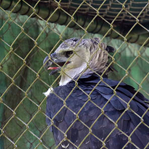 Paramaribo Zoo