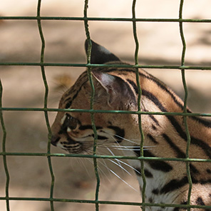 Paramaribo Zoo