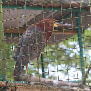 Paramaribo Zoo